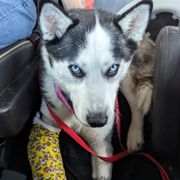 Malibu was dumped by previous owners after she broke her arm. Luckily she was found by an amazing family that got her all fixed up!