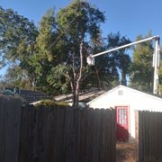 Cooper Tree Service removing overhang Chico California