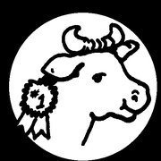 a cow with a ribbon around its neck
