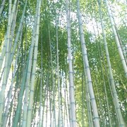 bamboo!