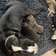 Mama dog accepting the 2 orphan puppies from Wags and Whiskers