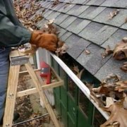 Gutter Cleaning