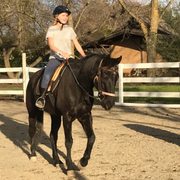 Fantastic lesson horses