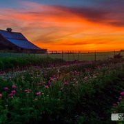The Nye Ranch flower and vegetable farm