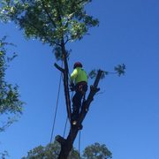 Tree removal, limb is roped to secure it