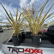 New flax plants for my front yard