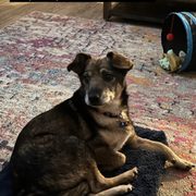 Such a good boy Rex