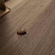 Cockroach