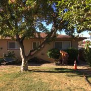 Removing a liquid amber tree in Chico California