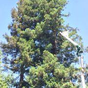 Large redwood trim