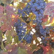 Cabernet Sauvignon
