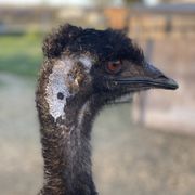 Gizmo the Emu