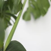 Gallery image #4