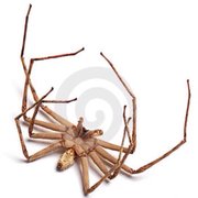 After I treat your home this is what to expect! (530)961-BUGS(2847)