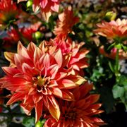 A splash of color in the garden.