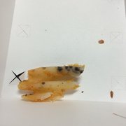 Rotten fry :-/