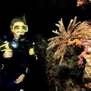 Night dive