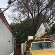 Trimming trees and lift them up buildings in Chico California
