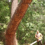 Pine Tree felled