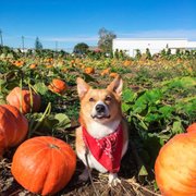 Carson the Corgi at Maisie Jane's pumpkin patch!