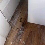 Cockroaches.