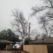 Dead Redwood removal 5