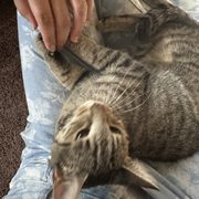  person petting a cat
