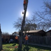 Removing Carrollwood trees in Oroville California