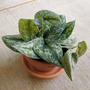 Silver pothos