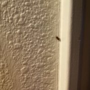 Bugs