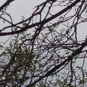 Return trees at the smaller level 20 ft and under