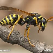 These yellow jackets are mean, and they are bullies! Call me today for your FREE estimate(530)961-2847