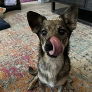 Senor Rex  12 years old and 80 years younger after being fostered  He is a happy dude and such a good boy