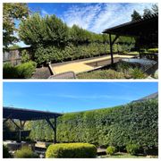 Before & After Hedge Trimming