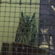 Screech owl.