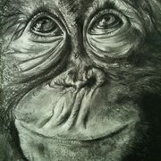 Charcoal Illustration
 Janet Lombardi Blixt