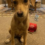 Our adopted pup Roo (formerly Pooka!)