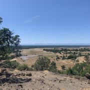 Top of monkey face