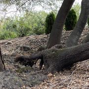 Charred trees that were cut up, chipped and hauled away. Clean work.