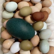 Emu egg on top of beautiful chicken eggs.