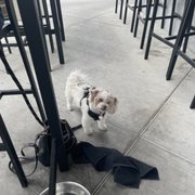 Sadie enjoying the scenery at Farmer's Brewing Co.