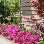 purple and pink flowers in front of a house