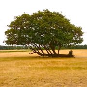 Trees are amazing