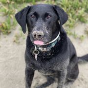 a black dog sitting on the ground