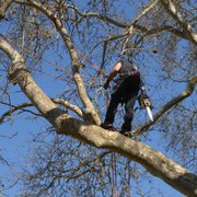 a man in a tree trimming a tree