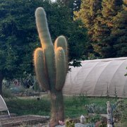 "Argentinian Saguaro" standing proud