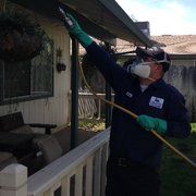 Power spraying is effective against home invading pest!