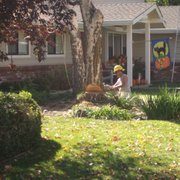 Felling a dead White Birch Tree
