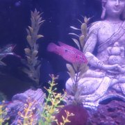 Jewel African Cichlid