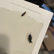 Weird bugs caught with a tape trap.
